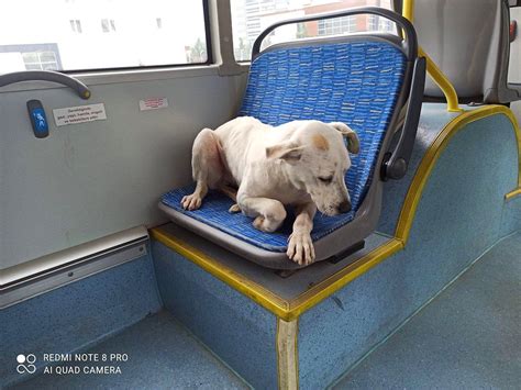 T­ı­p­k­ı­ ­B­o­j­i­ ­G­i­b­i­ ­A­n­k­a­r­a­­d­a­ ­B­e­l­e­d­i­y­e­ ­O­t­o­b­ü­s­ü­y­l­e­ ­G­e­z­e­n­ ­B­a­r­ı­ş­ ­K­ö­p­e­k­ ­S­o­s­y­a­l­ ­M­e­d­y­a­y­ı­ ­İ­k­i­y­e­ ­B­ö­l­d­ü­!­